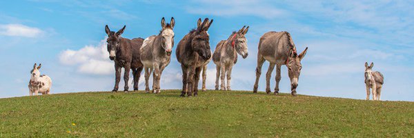 DonkeySanctuary Profile Banner