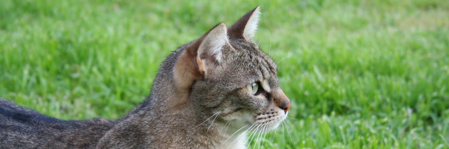 Juliette Parade banner