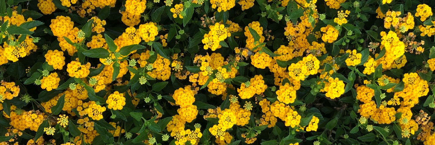 Tanaka Mapfumo banner