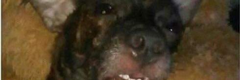 sg_gero's profile banner image