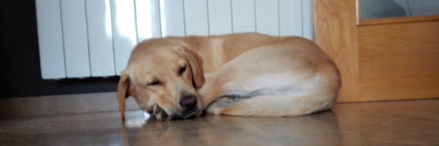XaviCalvo96's profile banner image