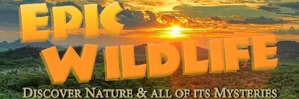 EpicWildlife's profile banner image
