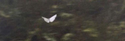 malechai 🌿 banner