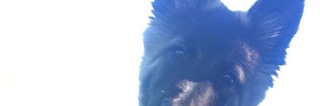 TomRibeiro77's profile banner image