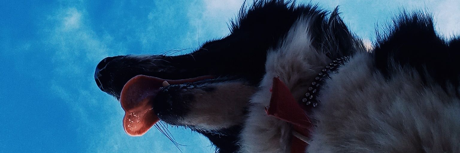 cotimaglio's profile banner image