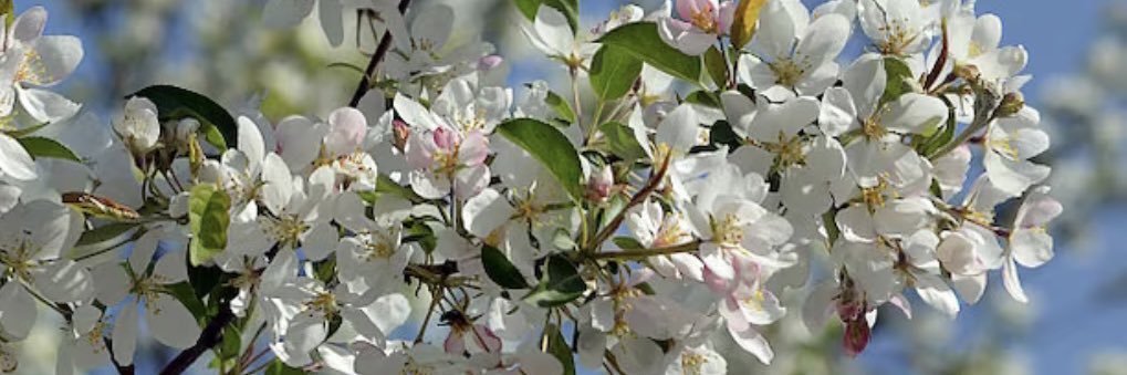 Mercè Serrano banner
