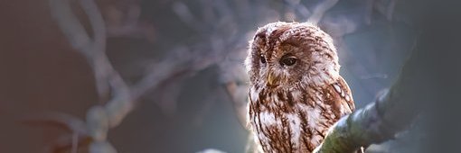 Florence MONCORPS banner