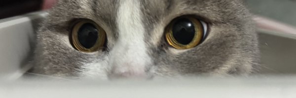 _pprincess_ Profile Banner