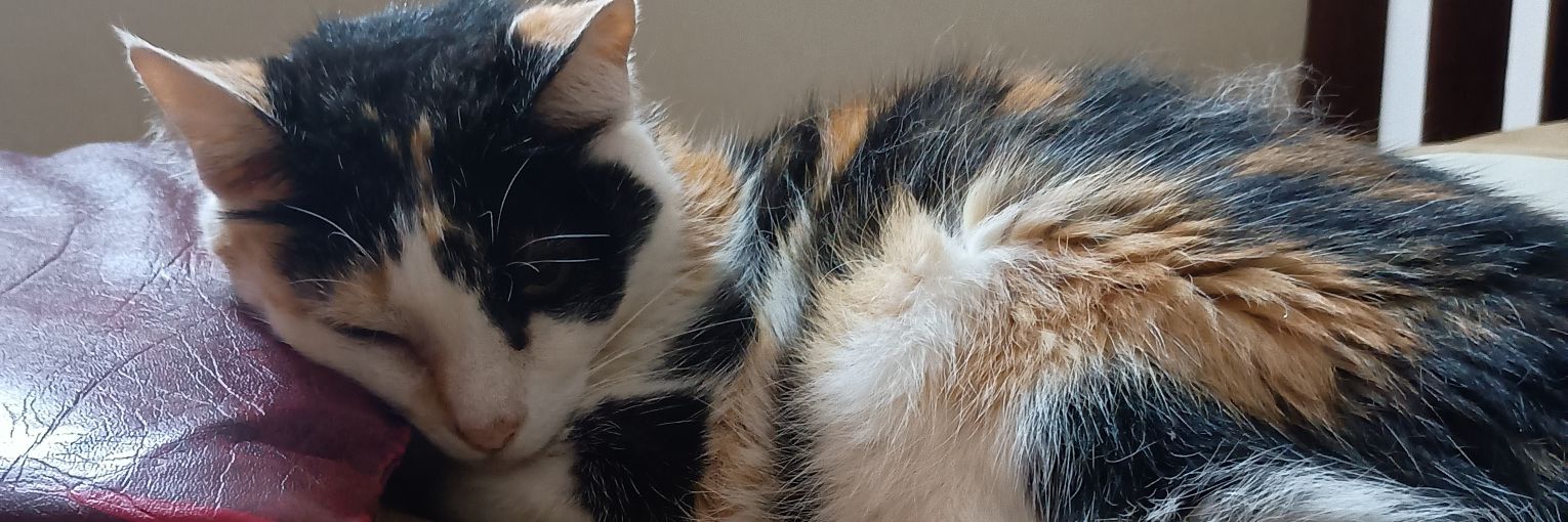 sofiaaleyess_'s profile banner image