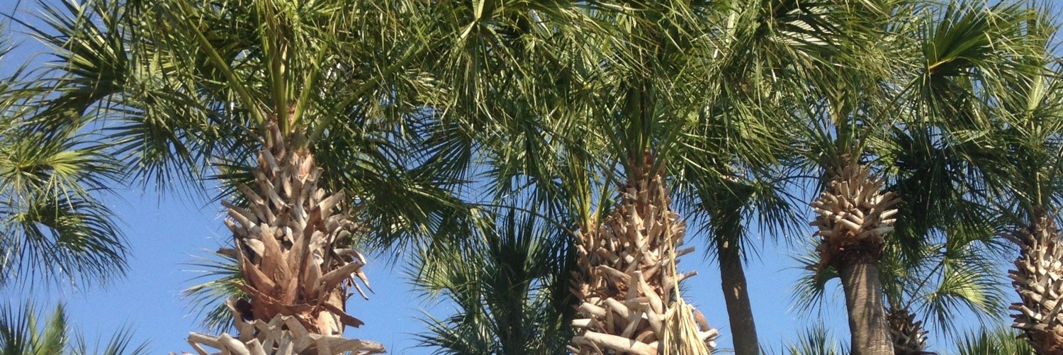 cecemcdermott's profile banner image
