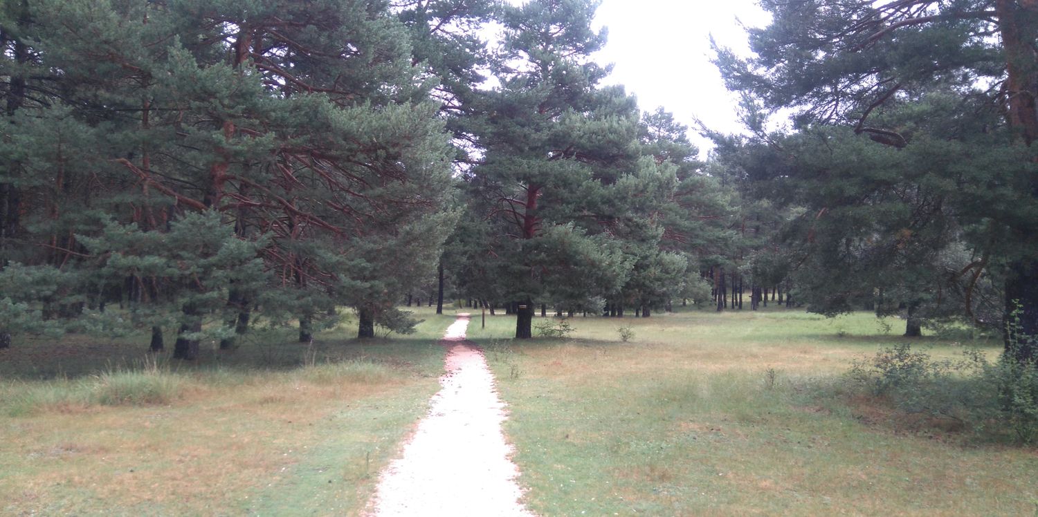 Luis Sevillano SEVI banner