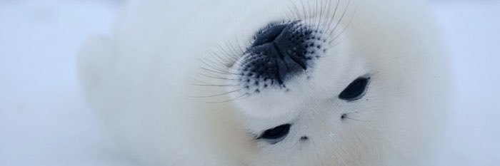 nyanyanp3's profile banner image