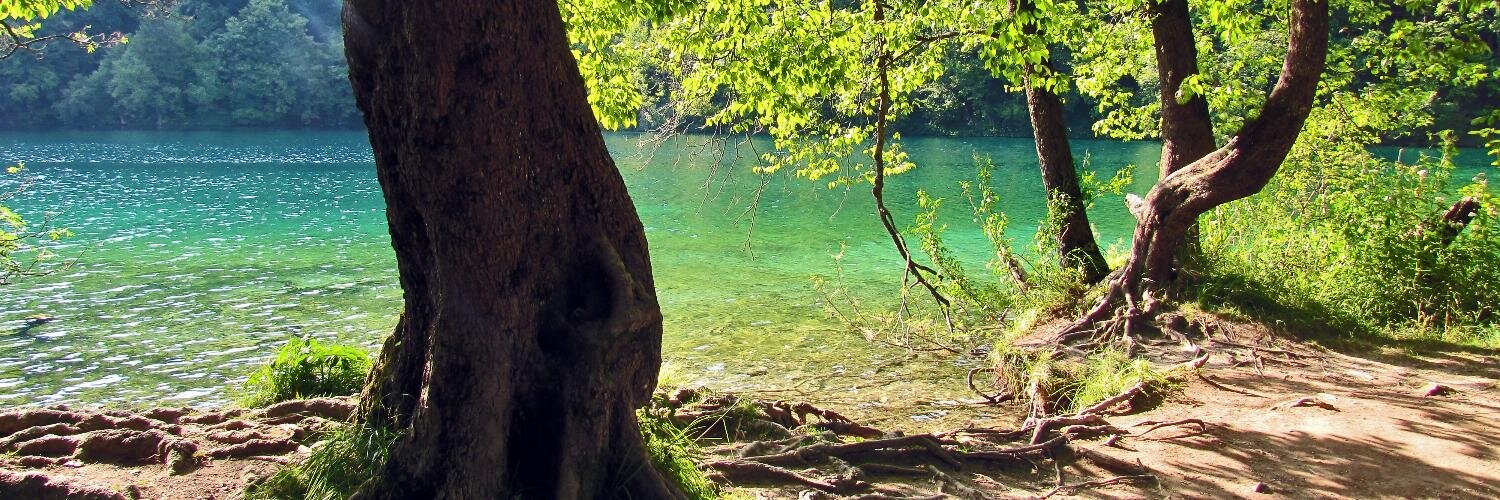 𝙼𝚒𝚛𝚌𝚎𝚊 𝙽𝚒𝚜𝚝𝚘𝚛 banner