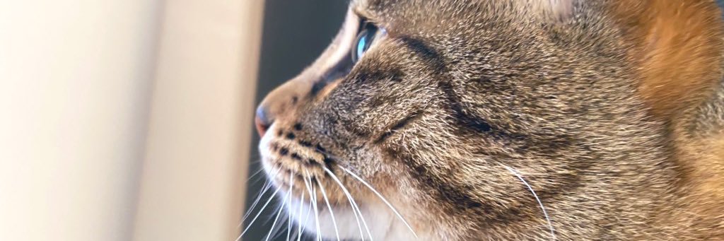 望月もちぎ banner