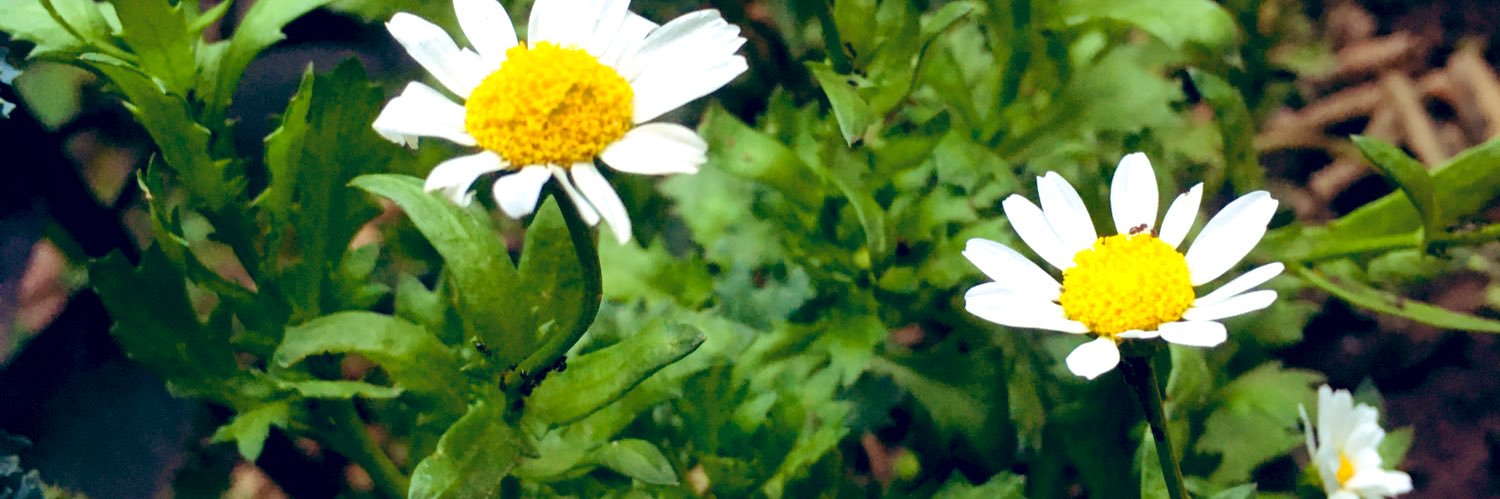 florbecerro_'s profile banner image