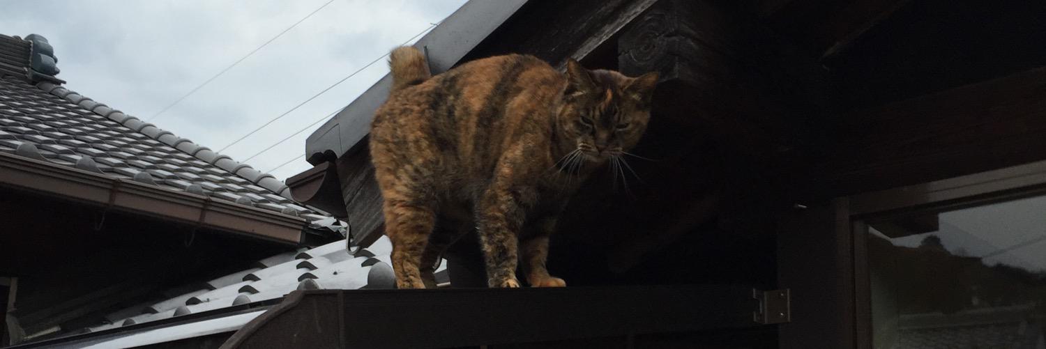 monokyo's profile banner image