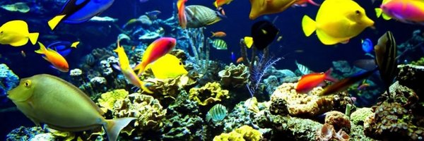 RobRobbEdwards Profile Banner