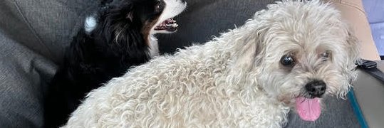 Elena Bruess (ellevarela.bsky.social) banner