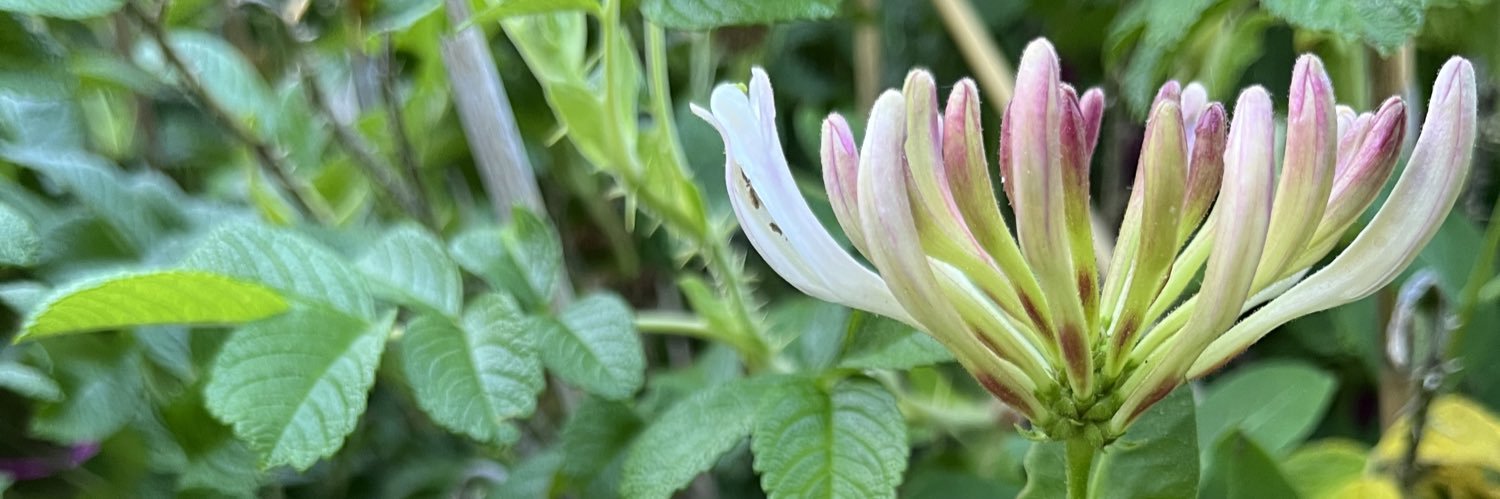 Louise Isager Ahl banner