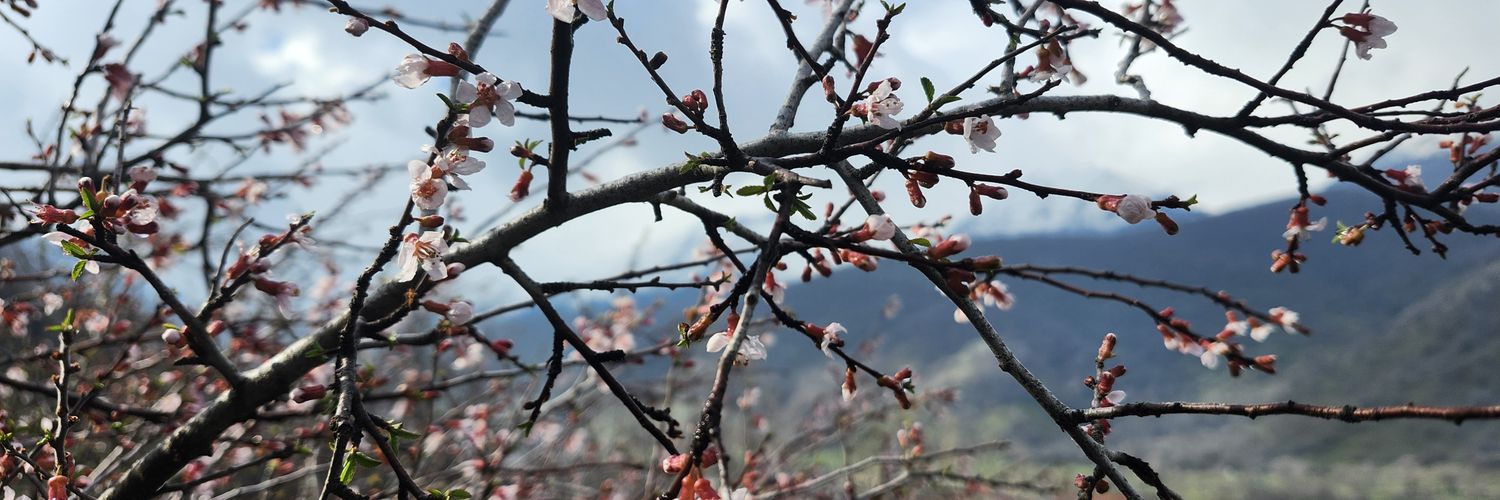 Meghan Bodette banner