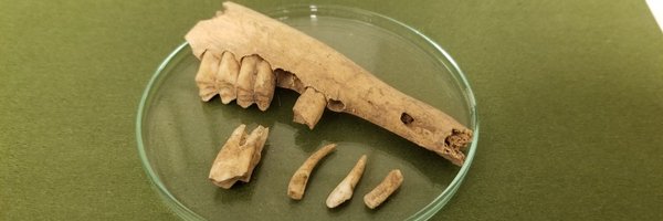 DirectAMS Profile Banner