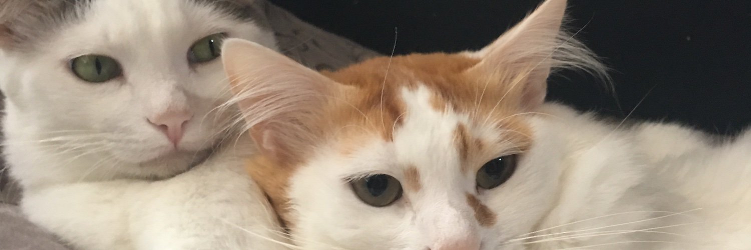 eylulkaaya's profile banner image