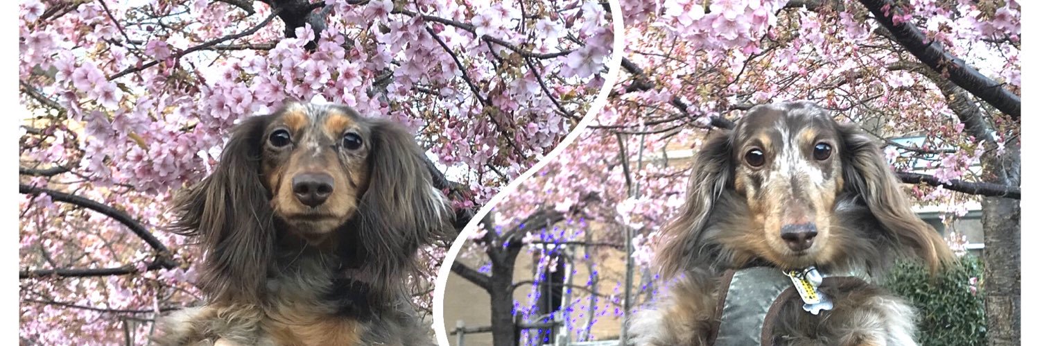 しゅら🌸🦄 banner