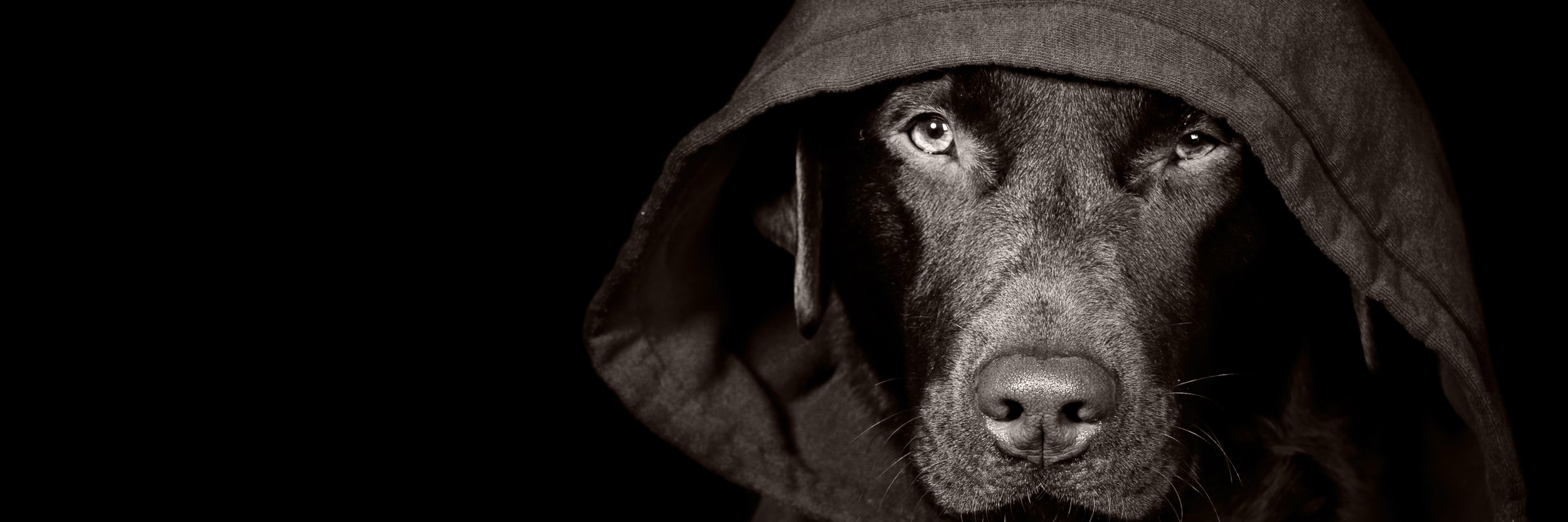 ghostdogalpha's profile banner image