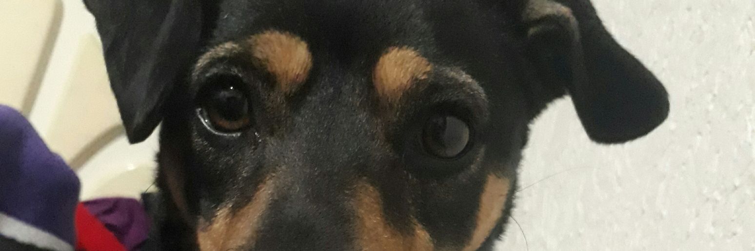 dianavaMJ's profile banner image