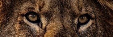 alfarru33's profile banner image