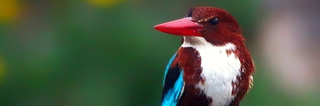 pervinitas's profile banner image