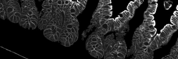 KenLauLab Profile Banner