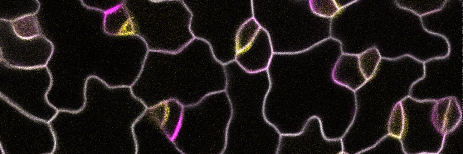 Eva-Sophie Wallner banner