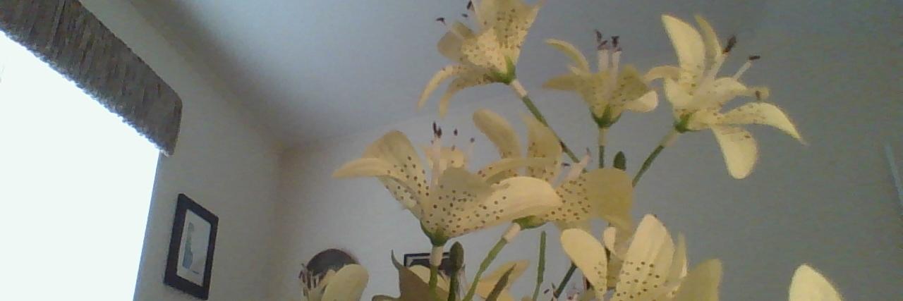 debropier1's profile banner image