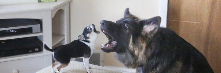 thats_a_biggn's profile banner image