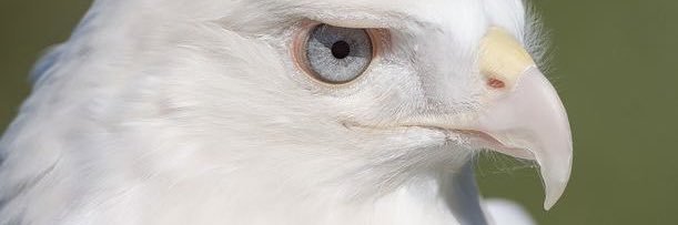 Mitch banner