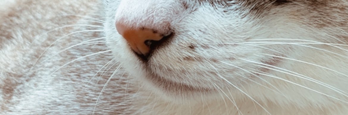 •thay7• banner