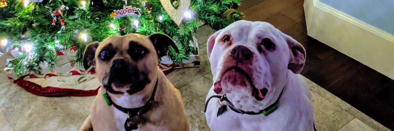Dexter the Dog banner