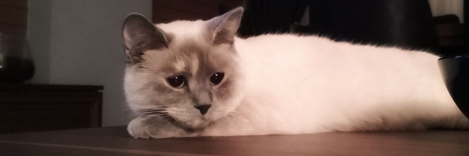 aylacn's profile banner image