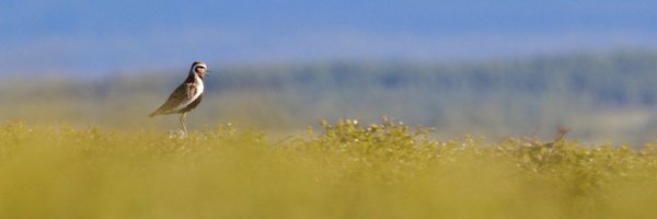 LBagdonaite Profile Banner