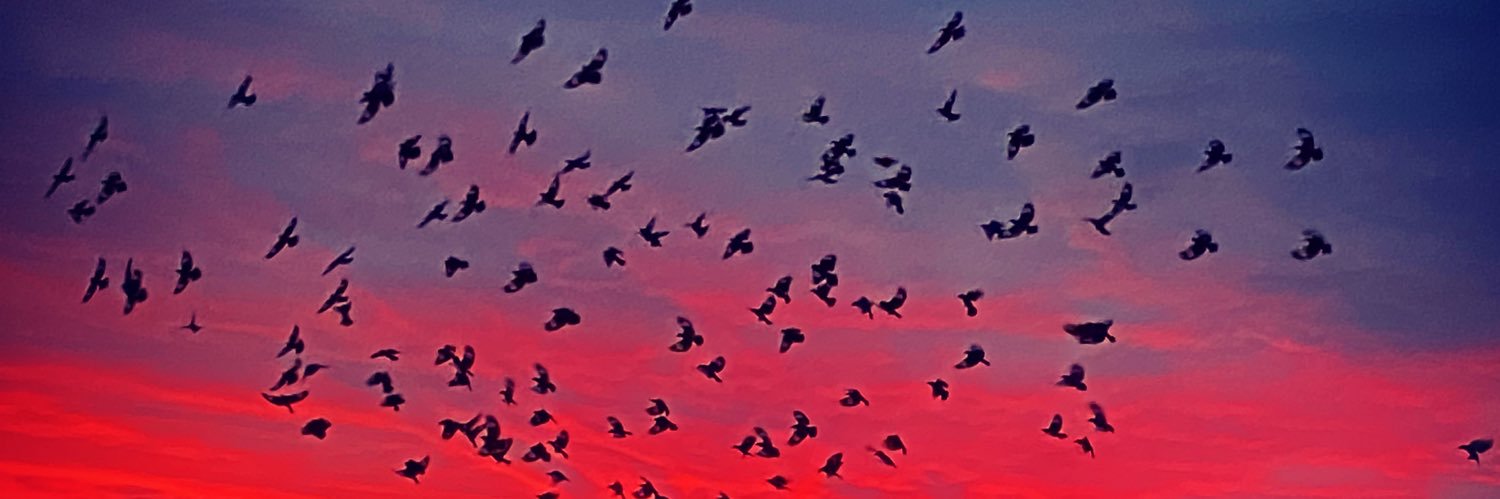 Ashleigh Dwan banner