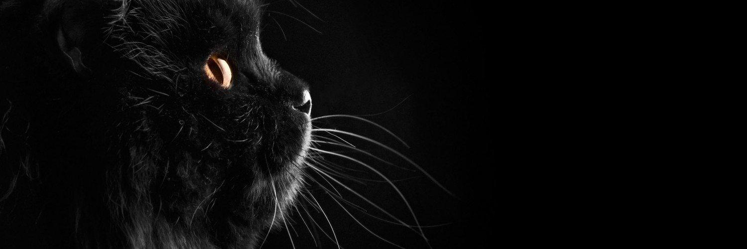 IsabelaRMartins's profile banner image