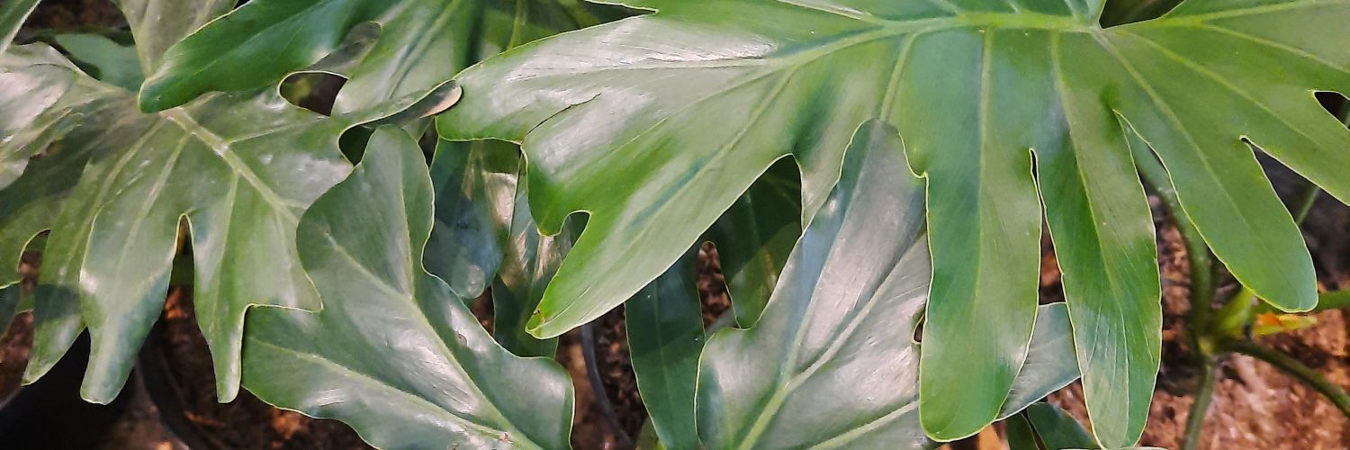 Ika 🐍 banner