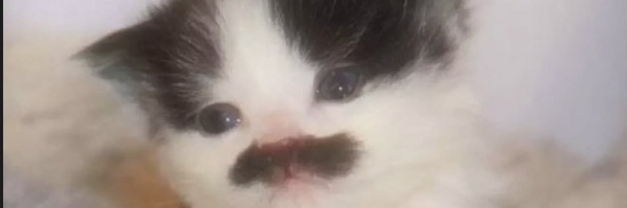 kumichaevlr's profile banner image