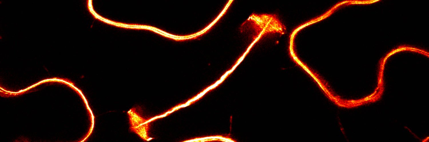 K_Bürstenbinder's banner