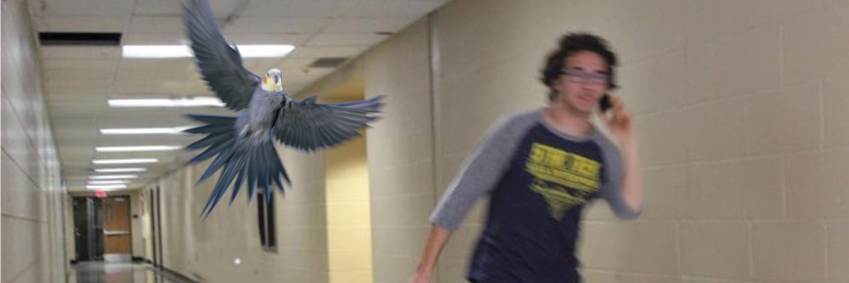 BirbsNmemes's profile banner image