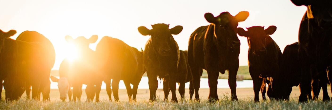 Oklahoma Beef Council banner