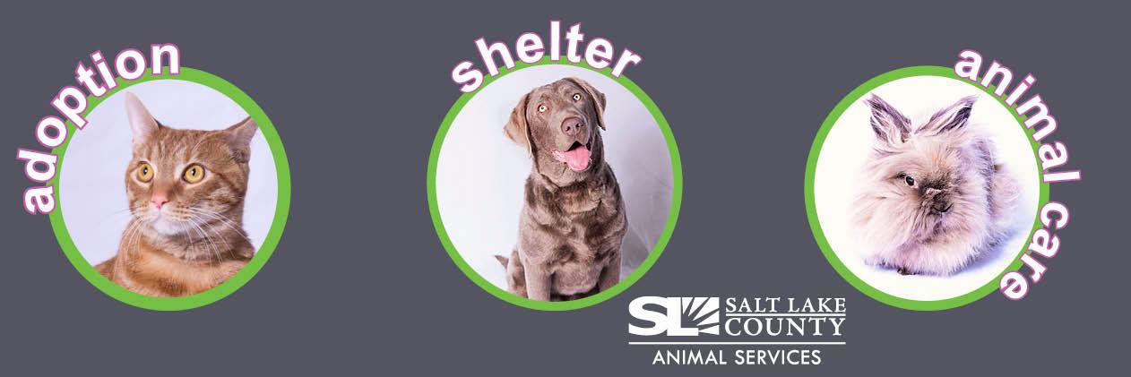 SLCoAnimals's profile banner image