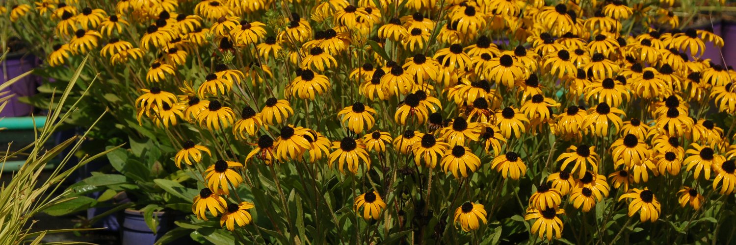 All-AmerSelections banner