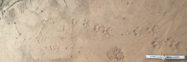 ecbolas Profile Banner
